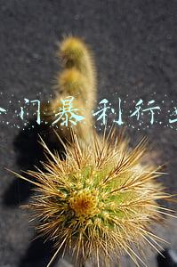 冷门暴利行业有哪些(利润最高的不起眼行业有哪些？怎么选？)