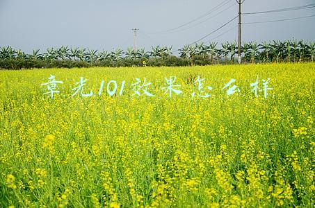 章光101效果怎么样白发(3000万脱发者亲测！45年国货之光！一洗一喷，白发变黑，秃发变密，显效率达96.6%)