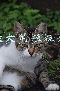 全球最大的短视频网站