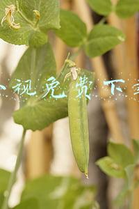 火山小视免费下载安装