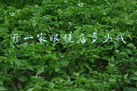 开个眼镜店一年能赚多少钱，开眼镜店一年收入多少