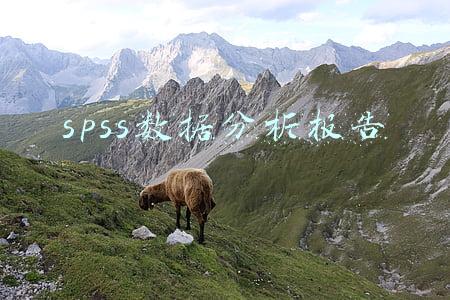 spss数据分析报告