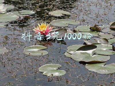 在哪里买抖音3元1000粉(抖音怎么买粉？买粉是不是骗局)
