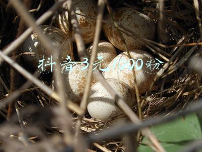 抖音粉丝3元1000粉(抖音3天涨粉1000，我是怎么做到的)