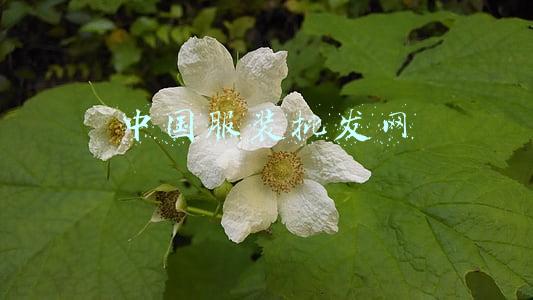 青创城石狮服装批发网(这几个服装批发市场，新手创业一定要掌握)
