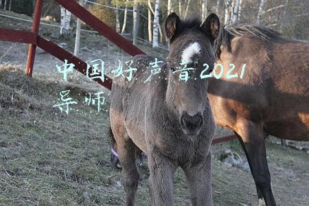 中国好声音2021 导师