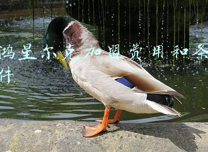鸿星尔克加盟费用和条件