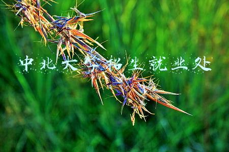 中北大学校招(中北大学附中教师招聘公告)