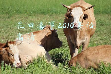 花田喜事2010粤语高清