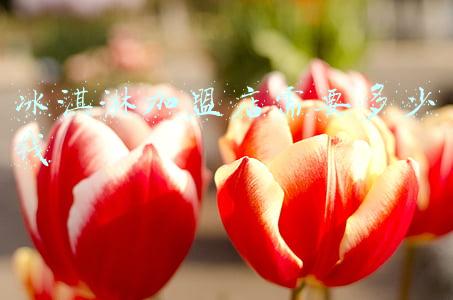 冰淇淋加盟店10大品牌哪个好-冰淇淋加盟店10大品牌