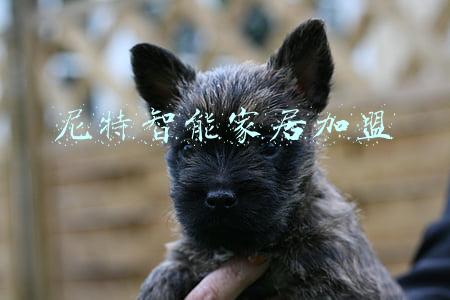 尼特智能家居加盟
