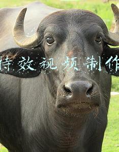 古装特效视频制作软件