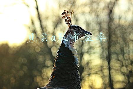 目前a股市盈率