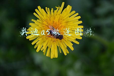 奥迪a5敞篷报价及图片(在农村偶遇48万敞篷奥迪A5，开篷后样子很帅气，引来众村民围观！)