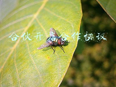 合伙开店合作协议