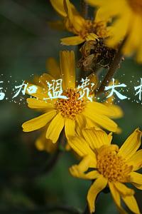 加盟费包括哪些-加盟店加盟费包括什么