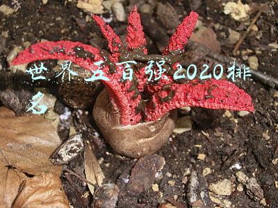 世界五百强2020排名
