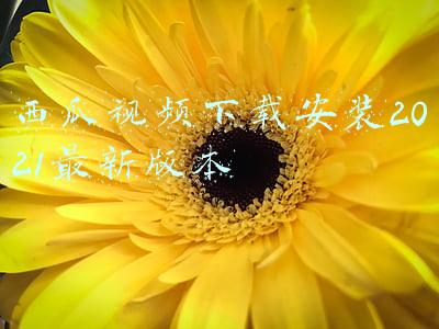 西瓜视频下载安装2021最新版本