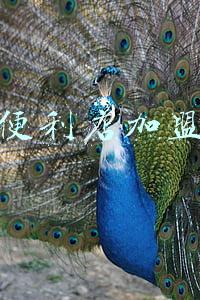 罗森便利店加盟条件和加盟流程(加盟便利店，你要知道的十个秘密)