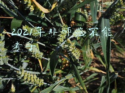 教资2022非师范生不能考了吗(2022年教师资格证限制非师范生吗？2022非师范生考教师资格证条件)