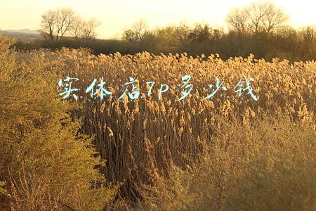 苹果7plus正品多少钱-苹果7p耳机实体店多少钱
