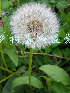 乡村基加盟费