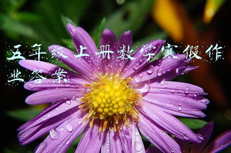 五年级上册数学寒假作业答案