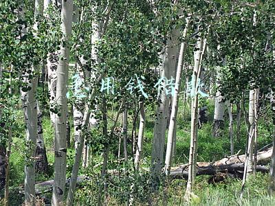 急用钱借款1000元(女孩找300陌生人借钱，每人借1000，五小时到账，信誉比黄金还贵)