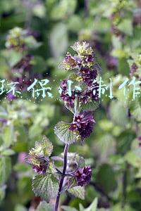 环保小制作