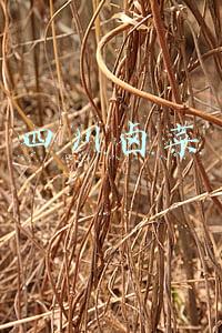 四川卤菜
