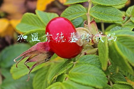 加盟肯德基赚钱吗