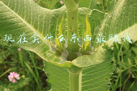 现在卖什么东西最赚钱
