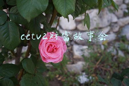 cctv2财富故事会