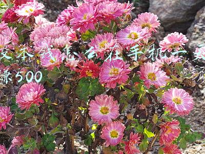 没本钱怎么在手机一天赚500 平台(钱咖。支持苹果手机，每月轻松多赚500元)