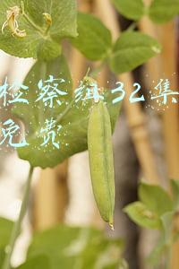 巡回检察组32集在线观看免费