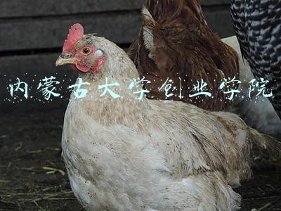 内蒙古大学创业学院是几本(汉语言文学开设院校汇总)