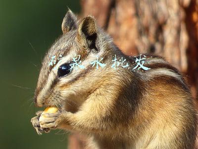 矿泉水批发