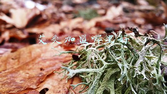 艾灸加盟机构(想创业如何正确的选择艾灸馆加盟品牌？)