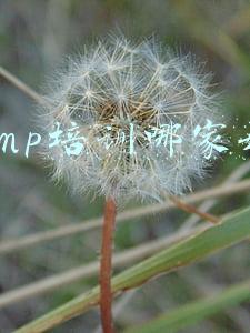 pmp培训哪家好