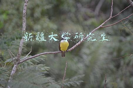 新疆大学研究生院官网(2023年新疆大学软件工程考试科目、参考书、报录比、初复试经验)