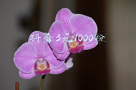 抖音3元1000粉