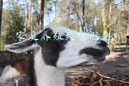 家庭养殖致富信息