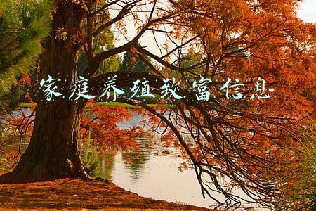 家庭养殖致富信息