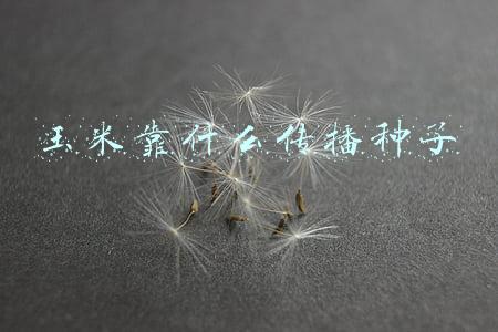 玉米靠什么传播种子植物资料(冷知识｜|关于玉米的这些知识你了解么？)