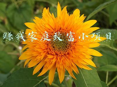 在家致富小项目(农民不出去打工，在家干什么能赚钱)