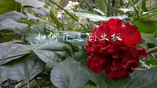 如何开通创业板账户(炒股如何开户？股票开户流程及步骤)
