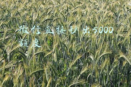 微信直接秒出5000额度