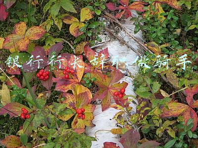 银行行长辞职做骑手 MIUI设置(银行行长转行当外卖骑手：铁了心要辞职，人生有很多想不到的事)
