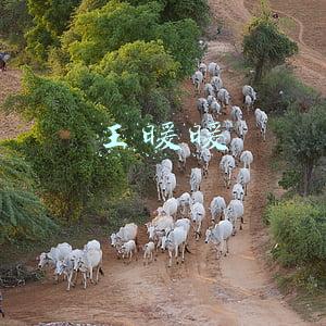 王暖暖