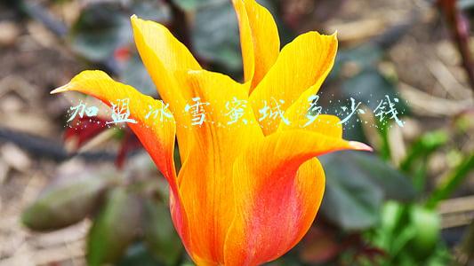 加盟冰雪蜜城多少钱